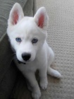 ttka ernobl sibisk husky