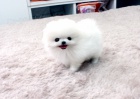 Nmeck pic trpasli (Pomeranian) ttka