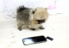 Nmeck pic trpasli (Pomeranian) ttka