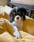 King charles panl - tata