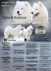 Samojed tn na prodej