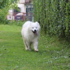 Samojed tn na prodej