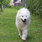 Samojed tn na prodej