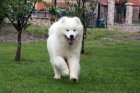 Samojed tn na prodej