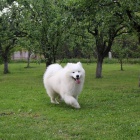 Samojed tn na prodej