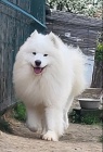 Samojed  dospl psi a tata na prodej