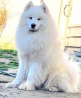 Samojed  dospl psi a tata na prodej