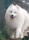 Samojed  dospl psi a tata na prodej
