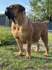 Jihoafrick mastif  tata Boerboel