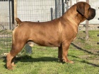 Jihoafrick mastif  tata Boerboel