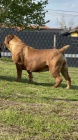 Jihoafrick mastif  tata Boerboel