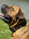 Jihoafrick mastif  tata Boerboel