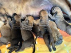 Jihoafrick mastif  tata Boerboel