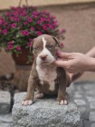 Americk bully XL tata