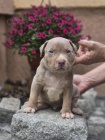 Americk bully XL tata
