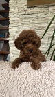 erven toy pudlov