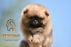 Pomeranian BOO medvdci, tata Pomeranian Spitz