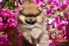 Pomeranian BOO medvdci, tata Pomeranian Spitz