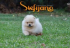 tata Pomeranian BOO, tata Pomeranian Spitz