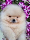 tata Pomeranian BOO, tata Pomeranian Spitz