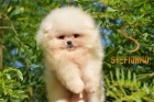 tata Pomeranian BOO, tata Pomeranian Spitz