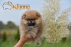 tata Pomeranian BOO, tata Pomeranian Spitz