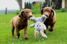 Hnd retriever(jako hnd labrador-chesapeake)sPP