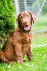 Hnd retriever(jako hnd labrador-chesapeake)sPP