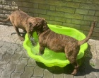 Hnd retriever(jako hnd labrador-chesapeake)sPP