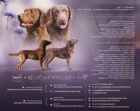 Hnd retriever(jako hnd labrador-chesapeake)sPP