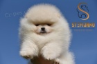 Pomeranian BOO tata