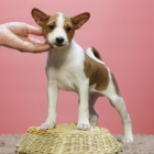 ttka Basenji