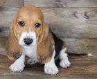 Zdrav tata Basset hound