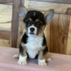 tata Pembroke Welsh Corgi