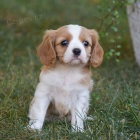 tata Kavalr King Charles Spaniel.
