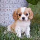 tata Kavalr King Charles Spaniel.