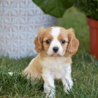 tata Kavalr King Charles Spaniel.