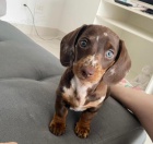 teniatka dachshunda na adopciu