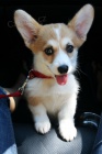 corgi teniatka na adopciu
