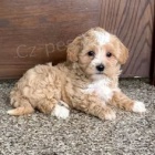 Maltipoo teniatka na predaj