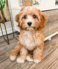 Maltipoo teniatka na predaj