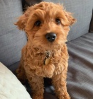 teniatka doodle na adopciu