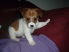 teniatka Jack Russell na predaj