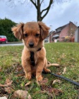Kokoni teniatka na adopciu