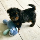 MINI YORKIPOO