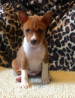ttka Basenji