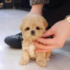MNI Maltipoo