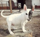 anglickho bulterira