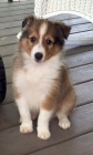 tata sheltie k adopci