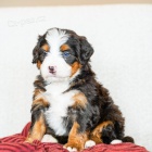 tata Bernedoodle.